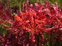 Red Spider Lily, Hurricane Lily, Naked Lily, Surprise Lily, Red Lycoris, Naked Ladies, Lycoris radiata var. radiata